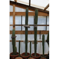 Pachycereus pecten arborigen