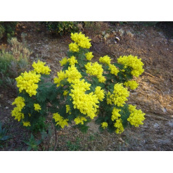 Acacia dealbata