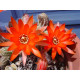 Chamaecereus sylvestris rouge