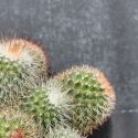 Mammillaria