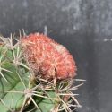 Melocactus