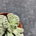 Titanopsis