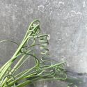 Albuca