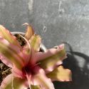 Cryptanthus