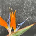 Strelitzia