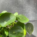 Pilea