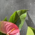 Anthurium