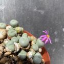 Conophytum