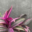 Tradescantia