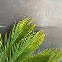 Cycas