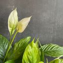 Spathiphyllum