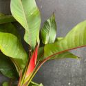 Heliconia