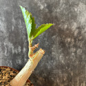 Cyphostemma