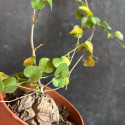Dioscorea
