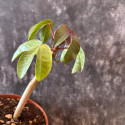 Jatropha