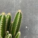 Mini cactus et succulentes