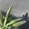 Gasteria