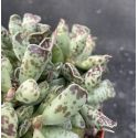 Adromischus