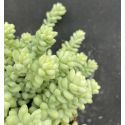 Sedum