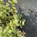 Portulacaria