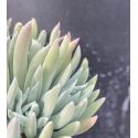 Dudleya