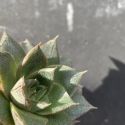 Graptoveria