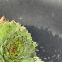 Sempervivum