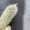 Cleistocactus