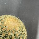 Echinocactus