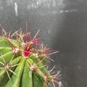 Ferocactus