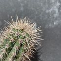 Pachycereus