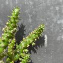 Cylindropuntia