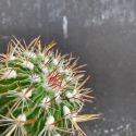Echino fossulocactus