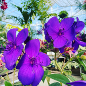 🍃La magnifique floraison des Tibouchinas 😍 
-
A partir de 13,95€
-
#tibouchina #tibouchinaurvilleana #flower #flowerphotography #flowerstagram #flowerpower #flowers #flowerlover #flowerlovers #floweroftheday #plant #plantsmakepeoplehappy #planttherapy #pepinieredusud #lafermeauxcactus #carqueiranne