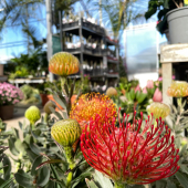 🌸Arrivage de plantes fleuries! 🌷
-
Proteas
Callas
Hibiscus
Echium
Anthemis 
Bougainvillers
Dipladenias
-
🏠La ferme aux cactus, 605 RD 559, 83320 carqueiranne