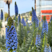 🪻La saison des fleurs d’Echiums est arrivée!😍
-
A partir de 29,95€
-
#echium #echiumcandicans #echiumflowers #flowerpower #flowerstagram #flowerphotography #flowersofinstagram #flowerlover #lafermeauxcactus