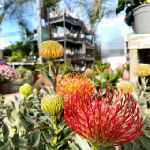 🌸Les proteas et leucospermum sont de retour!🌷
-
#protea #proteacynaroides #proteaceae #proteaflower #protealove #leucospermum #leucospermumflower #southafricaplant #lafermeauxcactus