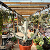 🌵Les Euphorbias lactea "white ghost" sont de retour! (Mais en quantité ultra limitée! 😱)
-
À partir de 69,95€
-
🏡Disponible en magasin et eshop📦
-
#euphorbia #euphorbialacteawhiteghost #euphorbialactea #succulents #succulent #succulentlove #succulentsofinstagram #succulentgarden #succulentcollection #succulentaddict #succulentobsessed #cactus #cactuslover #cactusflower #lafermeauxcactus
