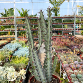 🌵Nouveau petit arrivant: Euphorbia greenwayi !🌵
-
On adore le petit côté marbré de ses tiges 😍
-
Disponible en magasin: 19,95€ 
-
#euphorbia #euphorbiagreenwayi #euphorbiaceae #euphorbia #succulents #succuaddict #succulentlove #succulentsofinstagram #cactus #cactuslover #cactuslove #cactusgarden #cactusinstagram #lafermeauxcactus