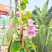 🌳Arbre du jour: Paulownia tomentosa!🌸
-
On cherche un arbre qui pousse rapidement, beau feuillage, des belles fleurs, expo ombre ou soleil, caduc, et rustique en plus de ça? Le paulownia est fait pour vous! 
-
Dispo en magasin, 79,95€ ! 
-
#tree #paulownia #paulowniatree #lafermeauxcactus