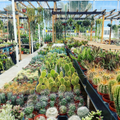 🌵Arrivage de mini cactus et succulentes!🌱
-
🔸Pot de 6cm: 
1,95€
7,50€ les 4
15,95€ les 10 
-
#cactus #cactuslover #cactuslove #cactusclub #cactusgarden #cactuspower #cactusinstagram #cactusworld #succulent #succulove #succulover #succulentlover #succulentobsession #succulentplant #lafermeauxcactus #carqueiranne