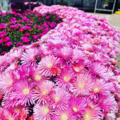 🌼Arrivage de plantes fleuries! 🌸
-
(Par ordre de photos)
Ficoides, hibiscus, rosiers, cannas, bougainvilliers, orchidées, gardénias… 
-
🏡La ferme aux cactus
605 RD 559 
83320 Carqueiranne