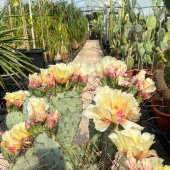 🌼 Combien de like pour la sublime floraison des opuntias? 😍🌸
-
1/2. Opuntia macrocentra
3/4. Opuntia aciculata
5/6. Opuntia robusta 
-
#opuntia #opuntiamacrocentra #opuntiaaciculata #opuntiarobusta #opuntiaflower #opuntialover #opuntiaflowers #cactus #cactusflower #cactuslover #cactuslove #cactusclub #cactuscollection