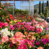 🌸Les plantes fleuries sont arrivées! 🌷
-
Géraniums, rosiers, Lewisias, Arums, Bougainvilliers, Lantanas,Bégonias, Anthemis, Gardénias… et plus en pépinière! 
-
⚡️5,95€⚡️5 achetées = la 6eme offerte 
-
#flower #spring #flowerpower