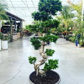 🍃PROMO grand bonsaï ficus ginseng 170/180cm🌱
-
249,95€ ➡️ 199,95€
-
Ficus XXL ➡️749,95€ 
-
#ficus #ficusginseng #ficusginsengbonsai #bonsai #plant #greenplant #indoorplants #plants #plantbased #plantlover #plantlife #pepinieredusud #lafermeauxcactus