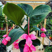 🌸Medinilla magnifica😍
-
 Combien de like pour la beauté de cette inflorescence? 🙏🏻
-
#medinilla #medinillamagnifica #medinillamagnificaflamenco #flower #flowers #tropical #tropicalplants #flowerpower #plant #flowerstagram #flowerphotography #plantlover #lafermeauxcactus #carqueiranne