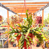 😱Nouveauté et beauté du jour!😍
-
Rhipsalis cruciformis spiralis!
-
En magasin et eshop: 29,95€ 
-
#rhipsalis #succulentes #lafermeauxcactus