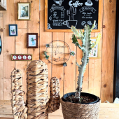 👻CONCOURS HALLOWEEN TERMINÉ!🍄

🍁A gagner: un Euphorbe lactea « white ghost » d’une valeur de 39,95€ !
-
🎃Pour participer il faudra: 
👉🏻LIKER ce post 
👉🏻SUIVRE @lafermeauxcactus 
👉🏻COMMENTER ce post en identifiant 2 personnes 
-
Le (la) gagnant(e) sera contacté par Instagram.
-
Les personnes ne pouvant se rendre sur place peuvent participer mais les frais de ports seront à leur charge. 
-
🍄Fin du concours vendredi 31 octobre 2025 18h! 
-
🙏🏻 Bonne chance à tous! 
-
#concours #halloween #happyhalloween #pumpkin #ghost #witch #cactus #euphorbelacteawhiteghost #succulentes #succulove #cactuslover #lafermeauxcactus