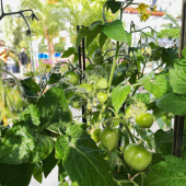 🍅Le potager est arrivé! 🥬
-
Tomates, courgettes, aubergines, salades, melons, pastèques, fraises, framboises…
-
#potager #potagergarden #legumes #vegetables #spring #monpotager #jardinpotager #lafermeauxcactus