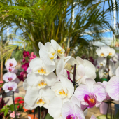 🌸La fête des mères c’est le dimanche 31 mai! 😍
-
Orchidées, Hibiscus, Dipladenias, Medinillas, cactus, succulentes, palmiers, tout est bon pour leur faire plaisir! 💓 
-